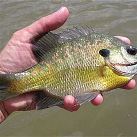 Do sunfish live in ponds? - DIY Seattle