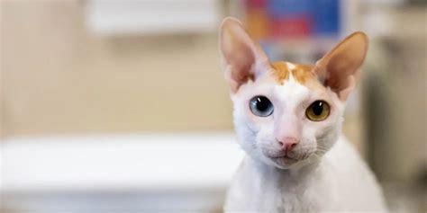 8 Common Cat Health Issues | PetDesk