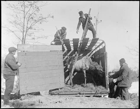 Recollecting Nemasket: Unloading Elk, 1926