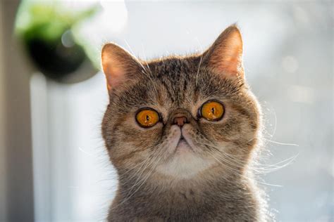 Exotic Shorthair Cat Breed Facts - Health, Personality, Health Issues ...