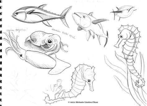 Sea Creatures Drawing Images ~ Sea Creatures Drawing At Getdrawings ...