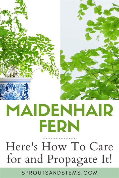 Maidenhair Fern Care and Propagation | Sprouts and Stems