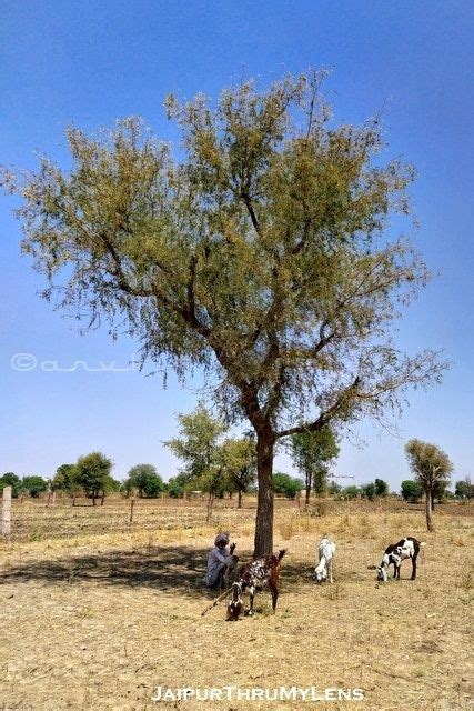 Why Khejri Tree Is The State Tree Of Rajasthan? | Rajasthan, State forest, Landscape