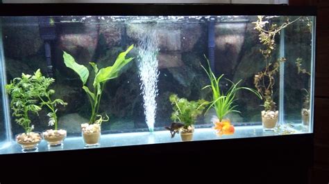 Best goldfish aquarium setup - plorasheet