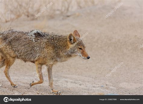 Coyote Closeup Nature Habitat Stock Photo by ©kamchatka 258827898