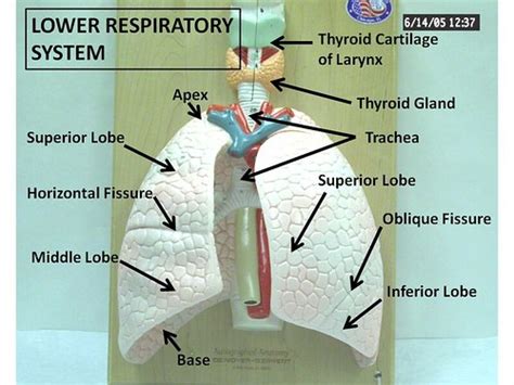 Lower Respiratory System (labeled) | Anatomy Physiology | Flickr