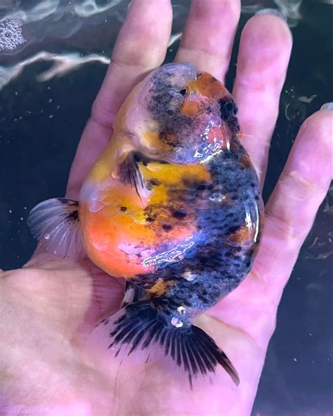 Ranchu Calico