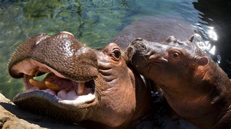 Meet this year's class of Zoo Babies at the Cincinnati Zoo