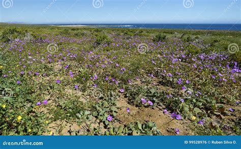 15-08-2017 Atacama Desert, Chile. Flowering Desert 2017 Stock Photo ...