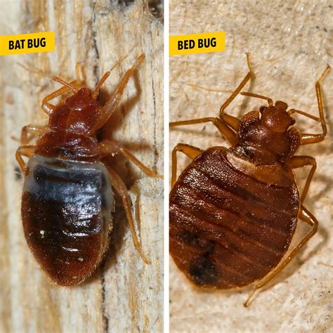 Bat Bugs vs. Bed Bugs: What's the Difference? | Family Handyman