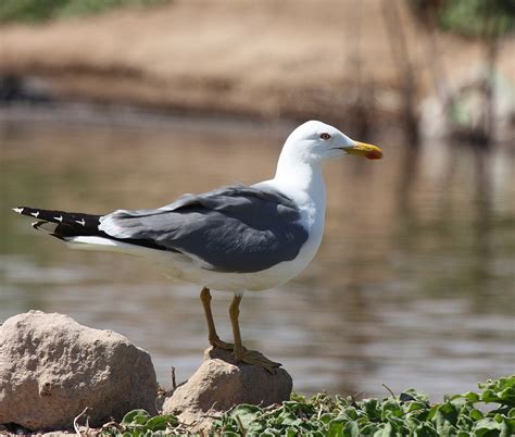 Naturaleza de Anaga: Fauna: La gaviota