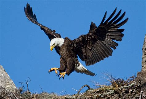 The Eagle Has Landed! | Yesterday was one of my most meaning… | Flickr