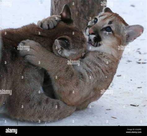 Cougar cubs hi-res stock photography and images - Alamy