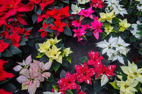 How to Care for a Poinsettia - AMA