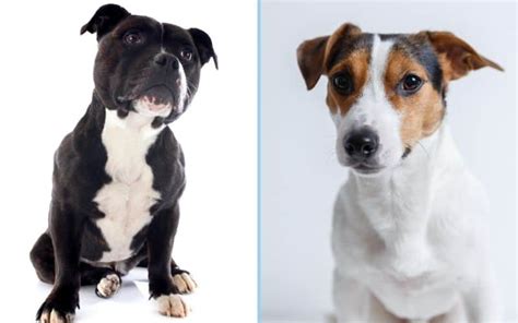 Staffy X Jack Russell: Staffy Jack Cross Breed Guide