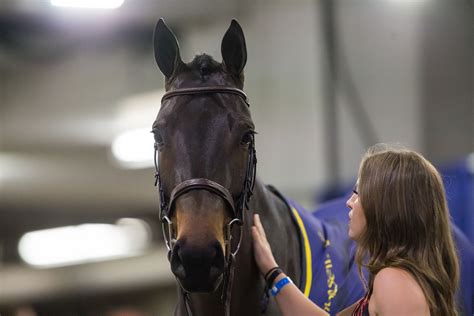 Horse Show Competitors • The Royal Agricultural Winter Fair