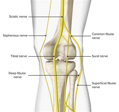 Popliteal Fossa Google Search Fossa Common Fibular Nerve Lower Limb ...