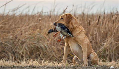 8 Surefire Ways to Ruin a Duck Hunting Dog | OutdoorHub