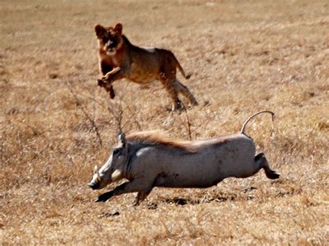 Lion hunting Warthog | The Hunt | Pinterest