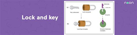 Enzyme Substrate Lock And Key Model