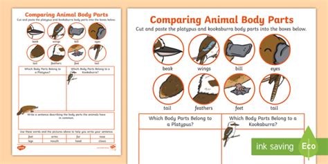 Comparing Animal Body Parts worksheet - 1st 2nd Grade - Twinkl