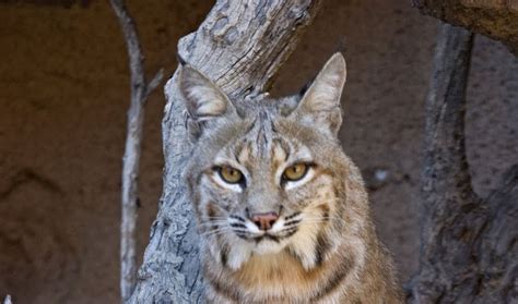 Texas Cryptid Hunter: Bobcat Captured in Downtown Houston