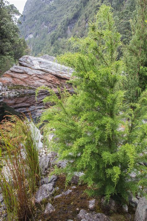 Huon Pine Huon Pine (Lagarostrobos franklinii) sapling | Flickr