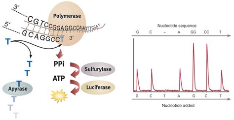 Pyrosequencing Diagram