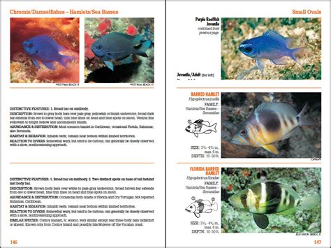 Anniversary Edition of Reef Fish Identification Released