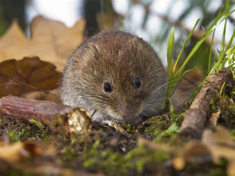 How to Get Rid of Voles That Are Eating Roots | eHow