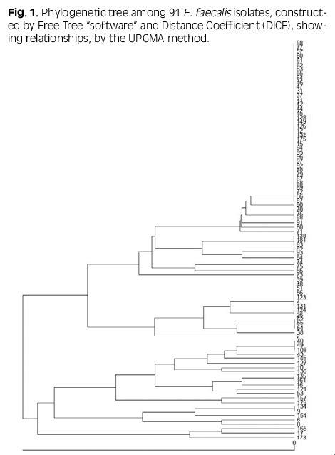 phylogenetic tree among 91 e. faecalis isolates, constructed by Free... | Download Scientific ...