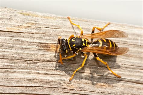 How to Avoid and Get Rid of Yellow Jackets