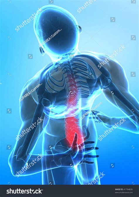 Human Backbone Xray View Stock Illustration 41794876 | Shutterstock