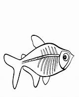 Xray Fish Coloring Pages With Images Fish Coloring sketch template