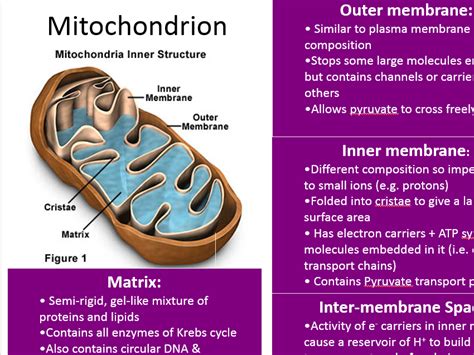 Mitochondria Parts And Functions