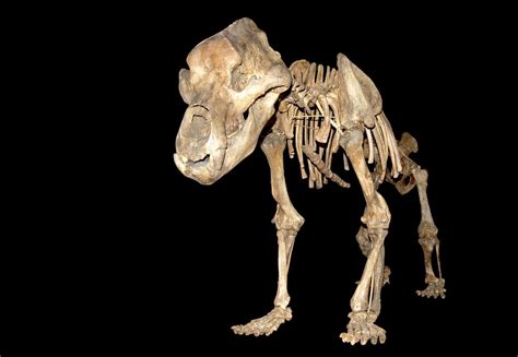 Why Europe's Cave Bears Were—and Weren't—Made for Hunkering Down ...