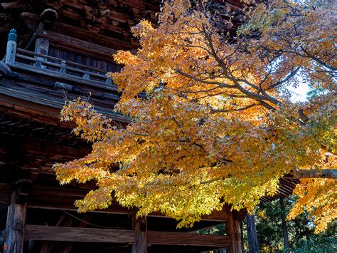 FROM THE GARDEN OF ZEN: Autumn leaves: Engaku-ji