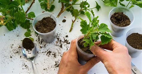 How to Propagate Geraniums from Stem Cuttings | Gardener’s Path