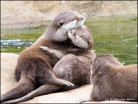 Otters | Otters hugging, Cute animals, Otters