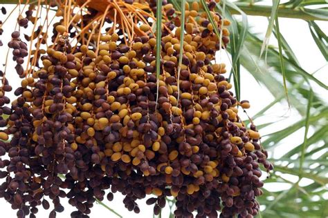 Date Palm Cultivation In Rajasthan, Planting | Agri Farming