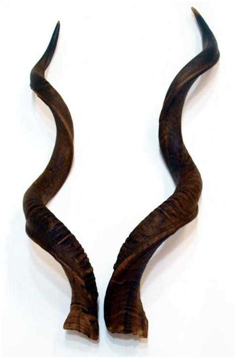 180: PAIR LARGE AFRICAN KUDU HORNS