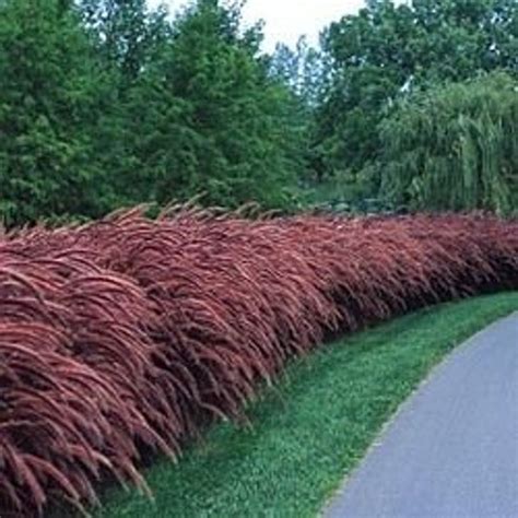 Red Fountain Ornamental Grass pennisetum Setaceum Rubrum - Etsy