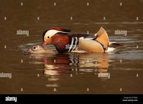 Pair of mandarin ducks hi-res stock photography and images - Alamy