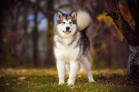 4 Best Alaskan Dog Breeds