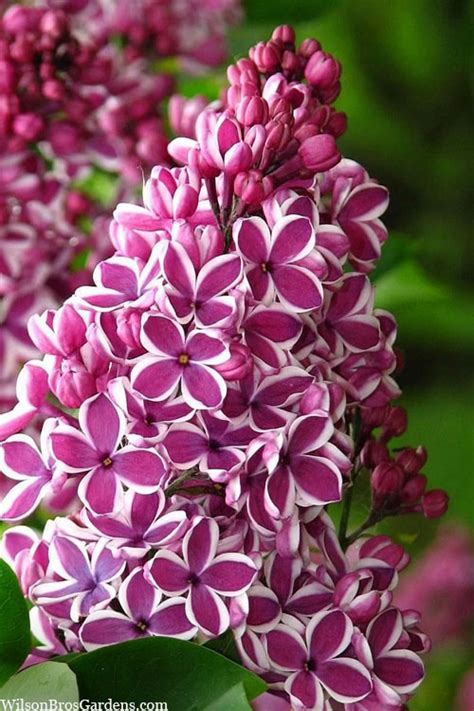 Buy Sensation French Lilac (Syringa) | FREE SHIPPING | Wilson Bros Gardens | 1 Gallon Pot for ...