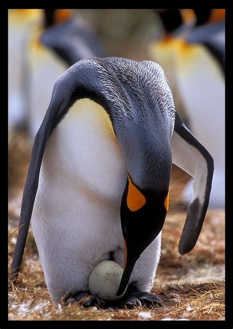 Peguin egg | Penguin egg, Antarctic animals, Penguins