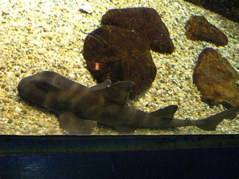 Japanese Bullhead Shark (Heterodontus japonicus)