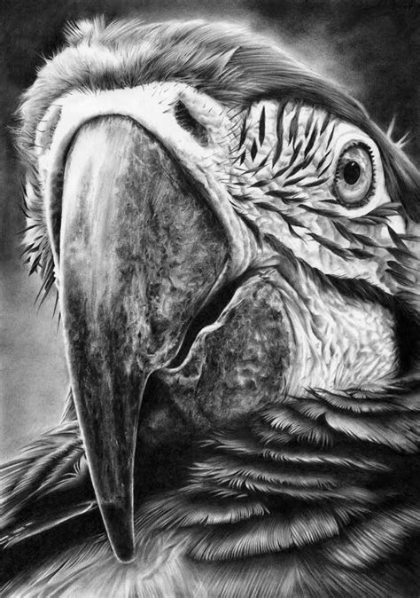 Hyper-Realistic Wildlife | Pencil drawings of animals, Bird drawings ...