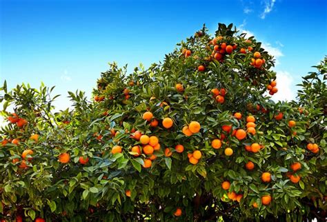 How To Grow Tangerine Trees No Matter Where You Live