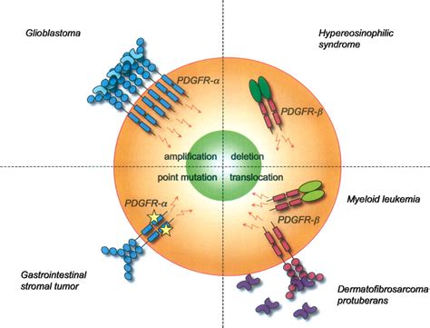 Role of platelet-derived growth factors in physiology and medicine